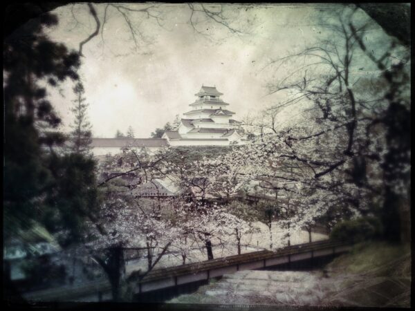 若松城と桜