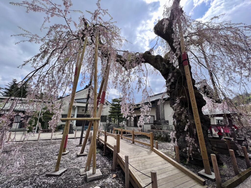 乙姫桜と妙関寺境内