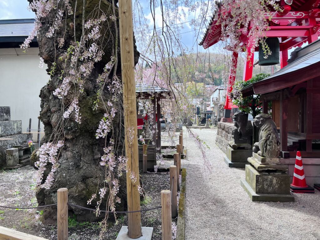 乙姫桜と鐘楼