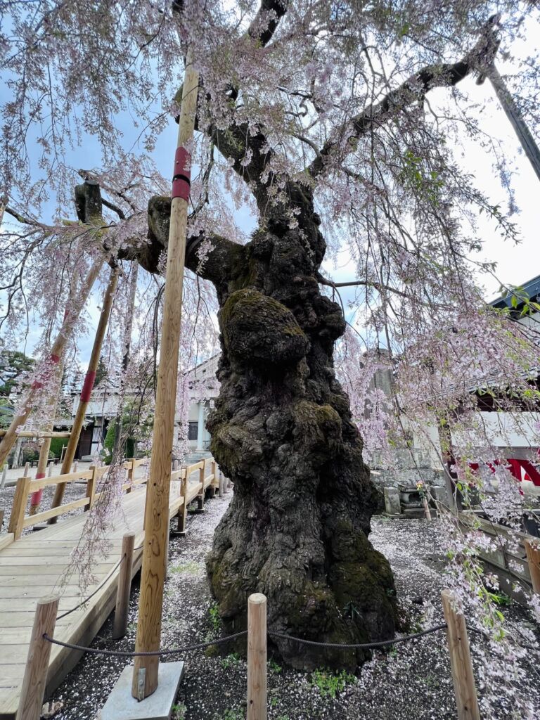 市指定天然記念物 乙姫桜