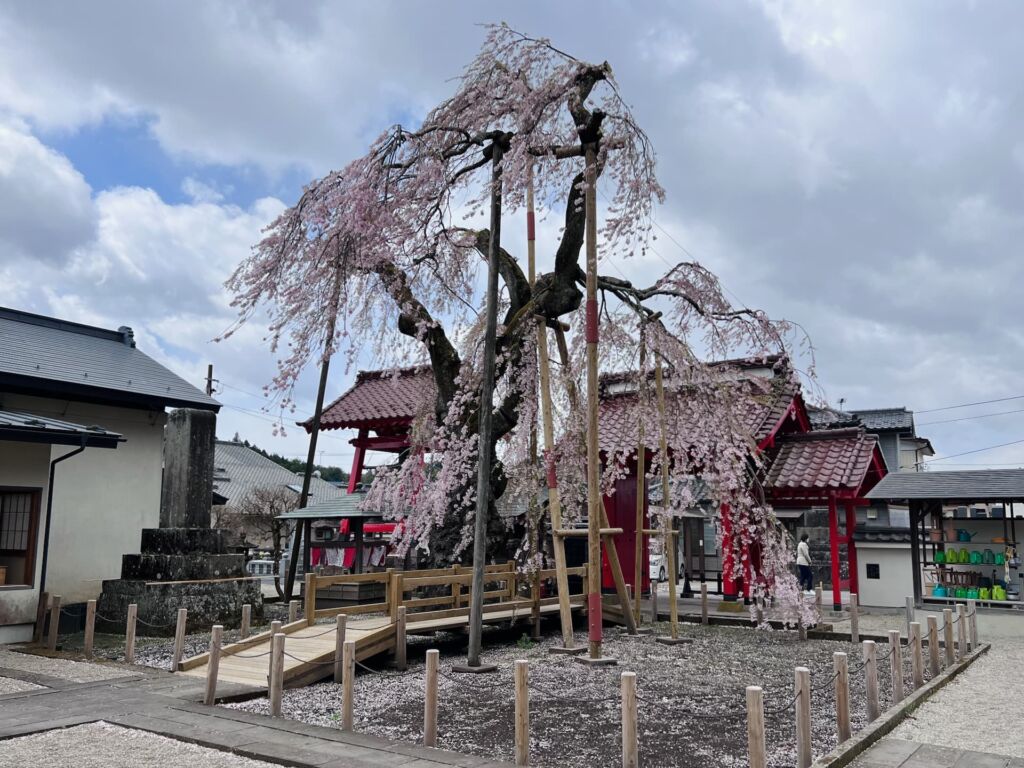 乙姫桜と山門