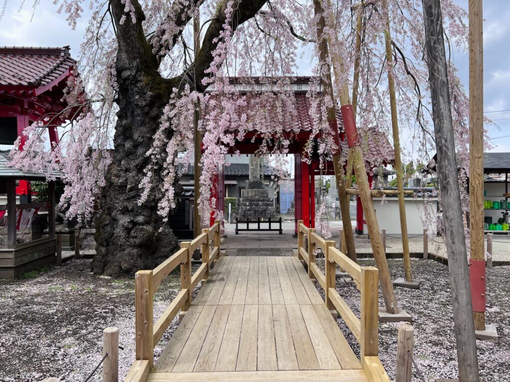 乙姫桜と山門