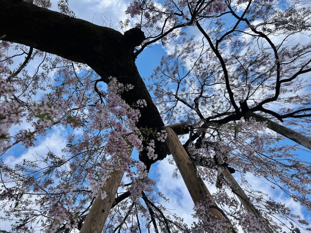 青空に映える乙姫桜