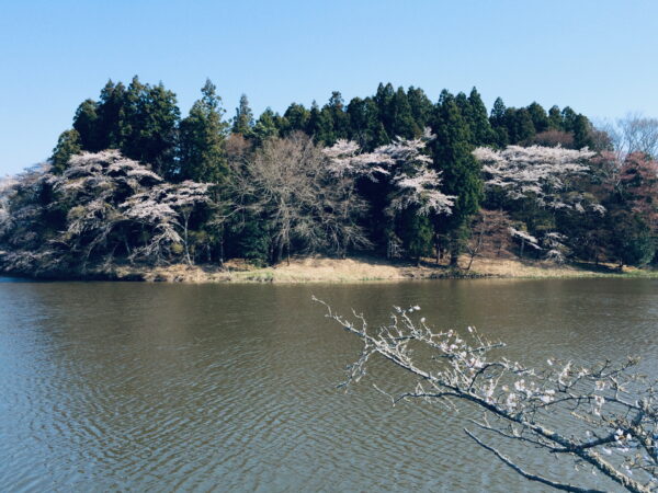 蓮池側から見た本丸跡