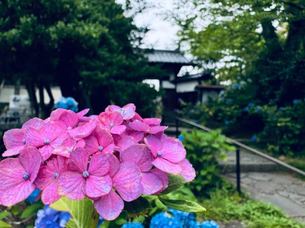 参道脇の紫陽花