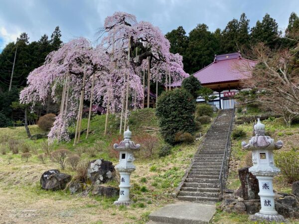 種まき桜と慈徳寺 本堂