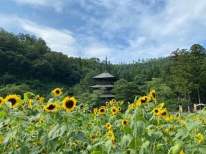 向日葵と三重塔