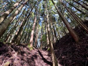 虎口へと至る堀底道