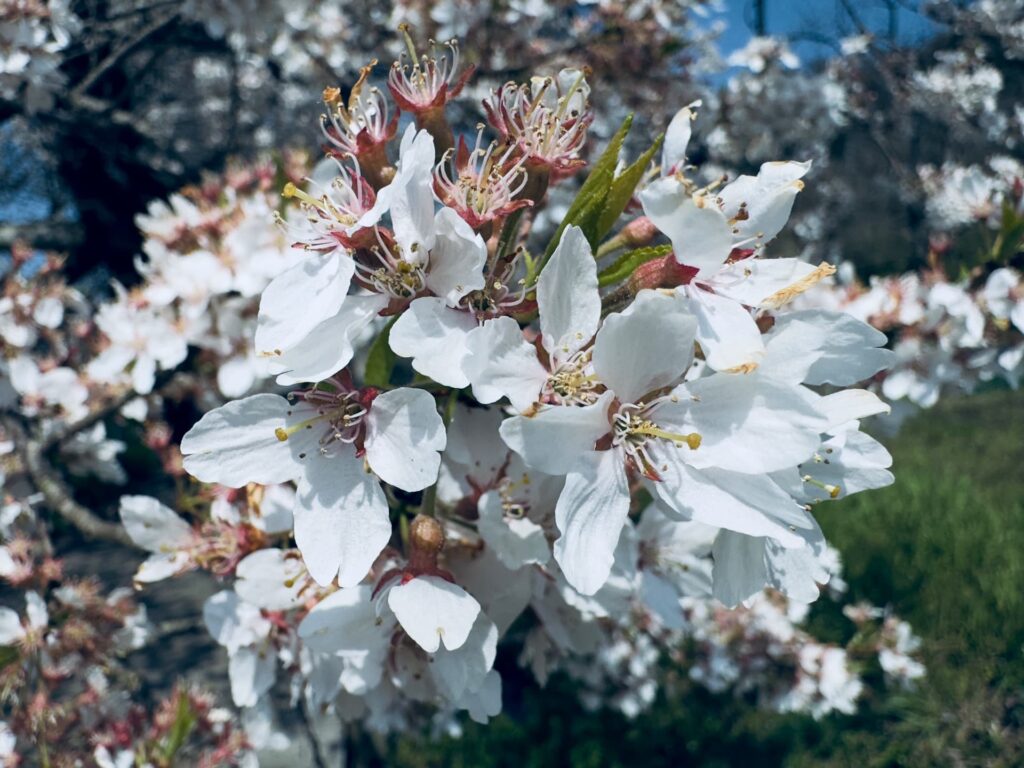 咲き溢れる石部桜