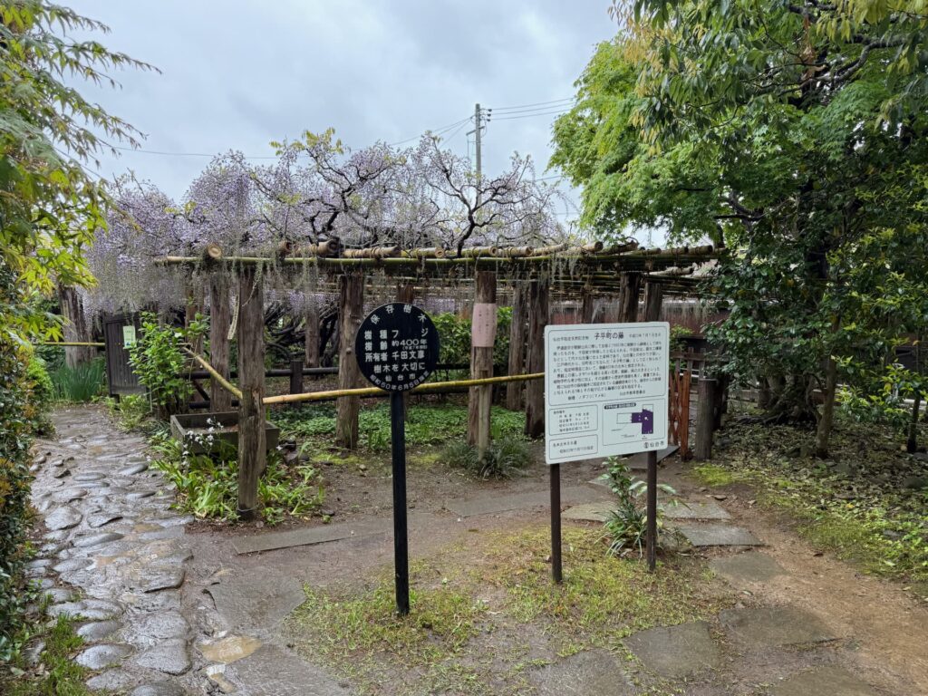 藤棚と案内板