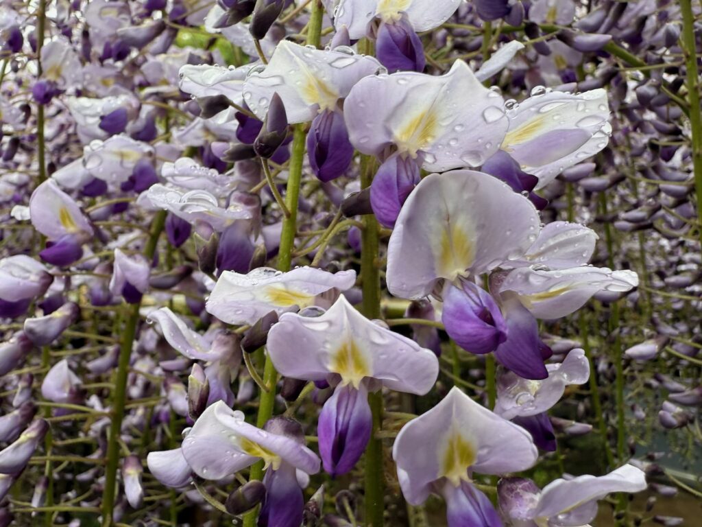 藤の花