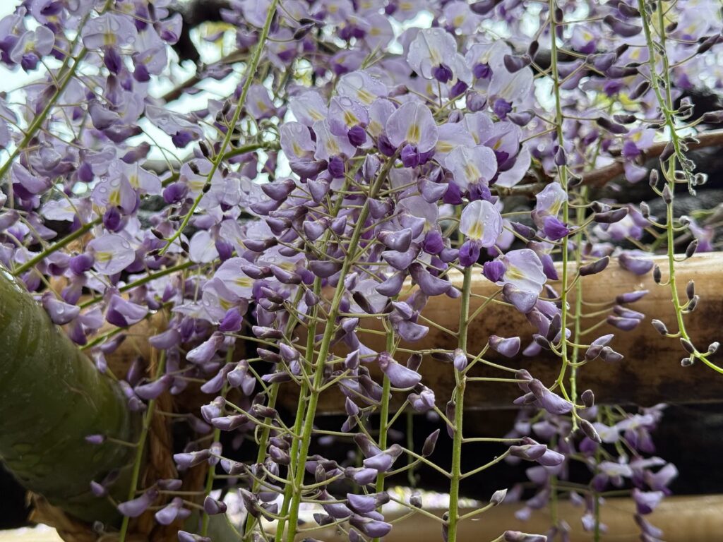 藤の花