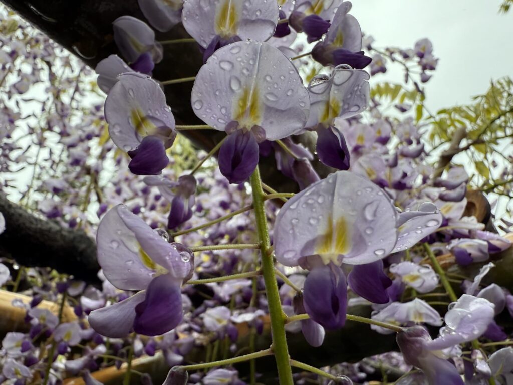 藤の花