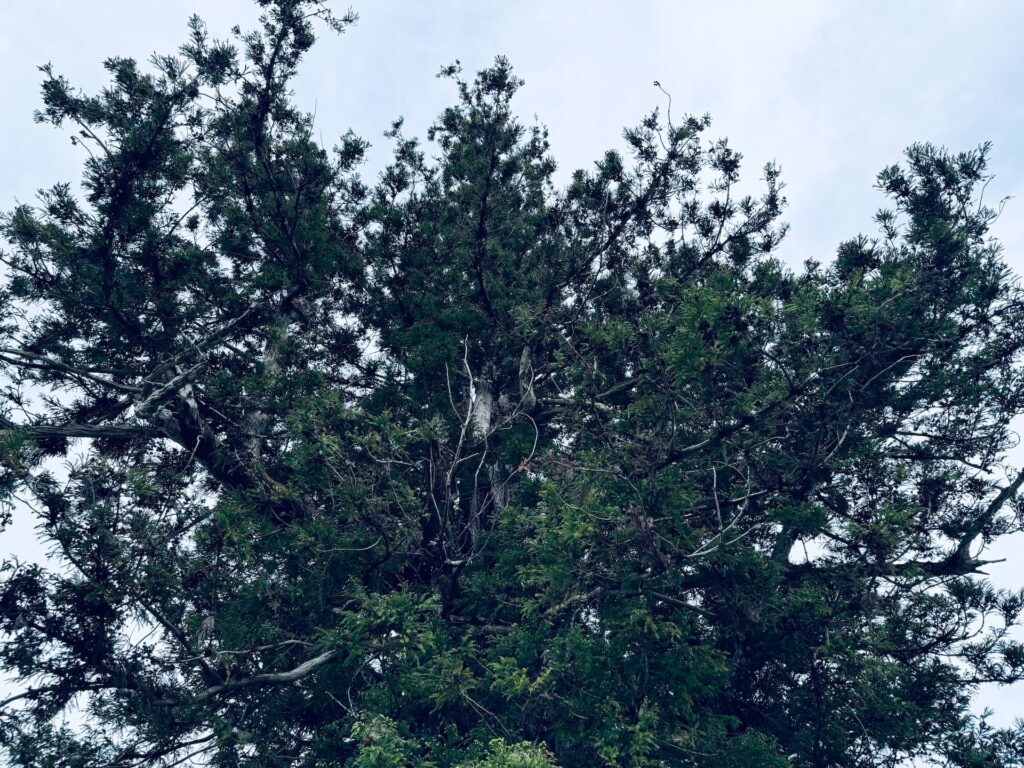 黒塚の杉
