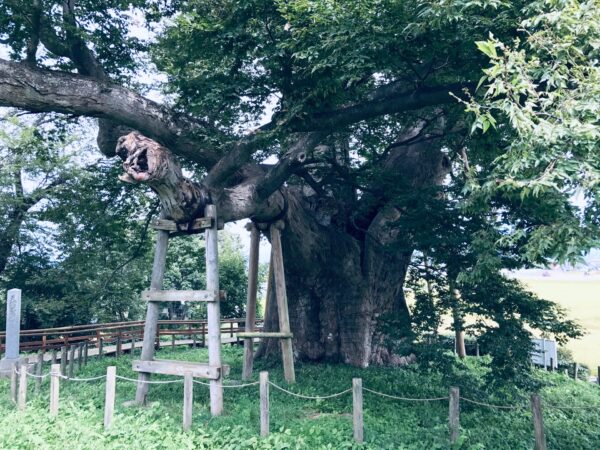 国指定天然記念物 高瀬の大木